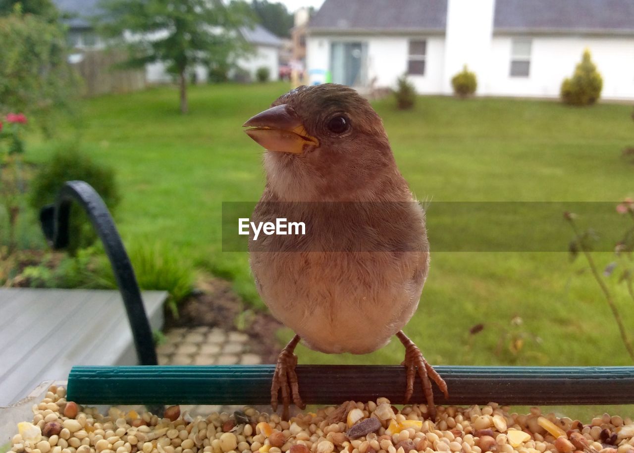 CLOSE-UP OF BIRD PERCHING ON BRANCH