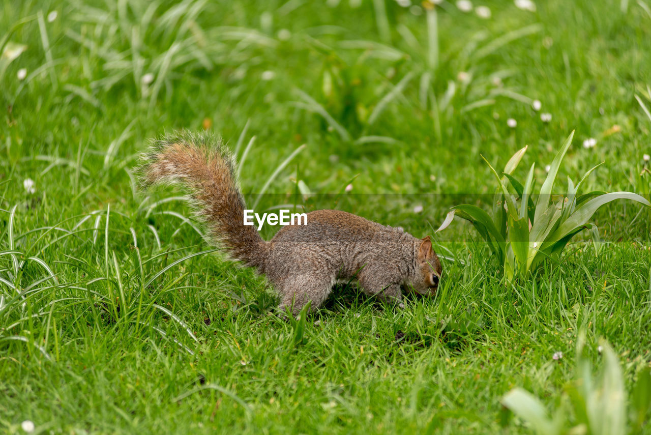 Grey squirrel in the nature, sciurus carolinensis