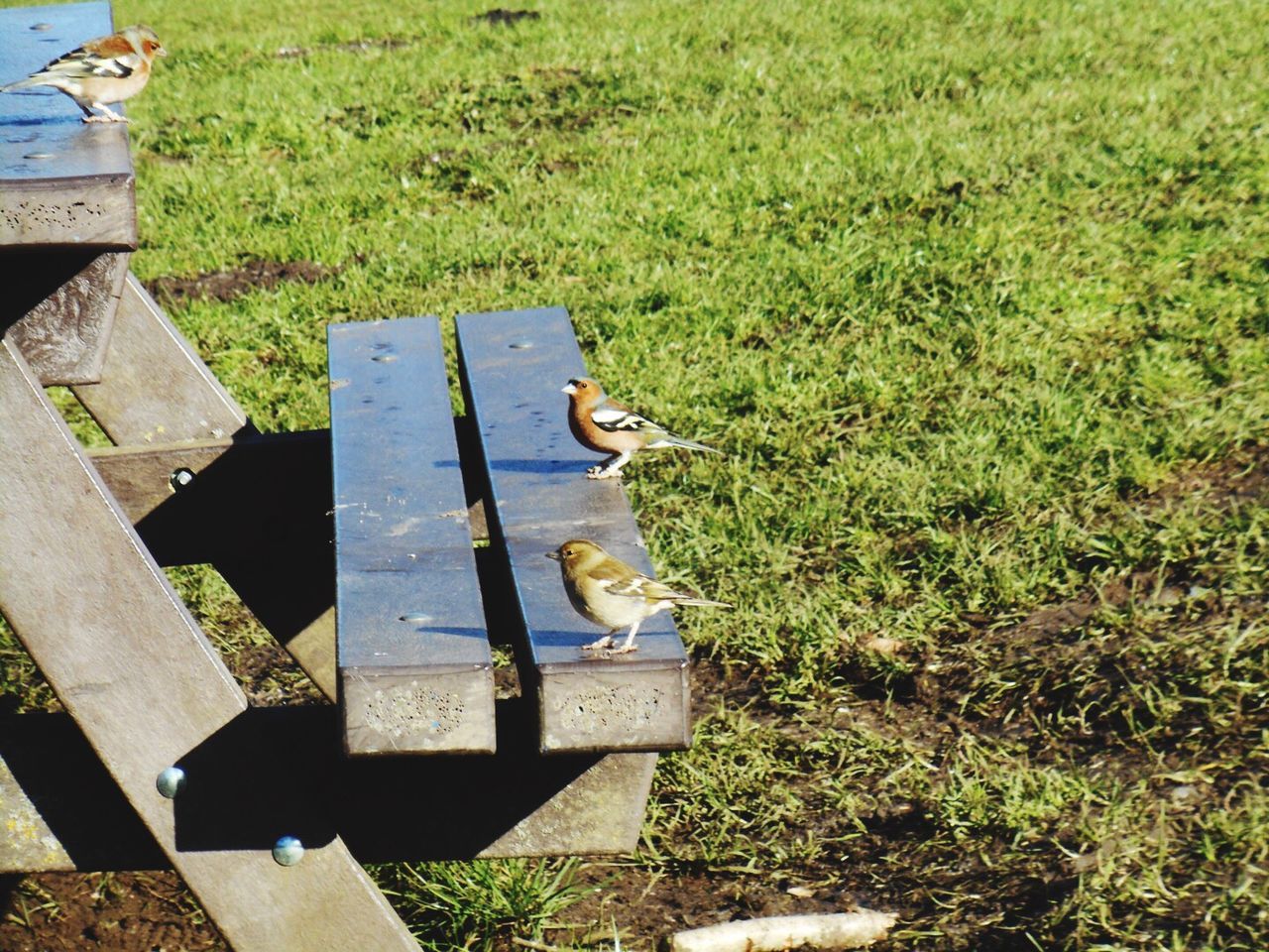 Birds perching on picnic table at field during sunny day