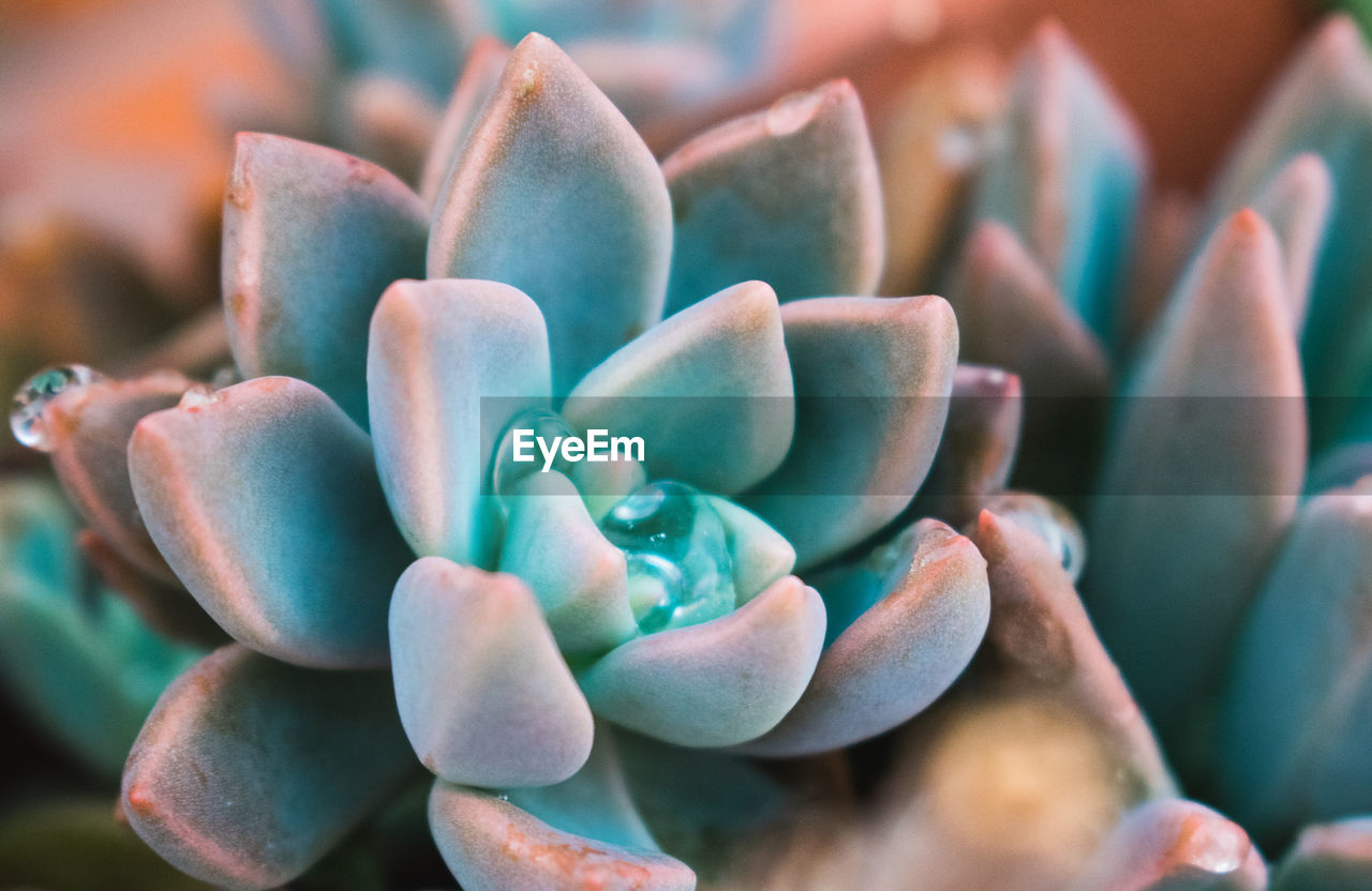 CLOSE-UP OF CACTUS PLANT