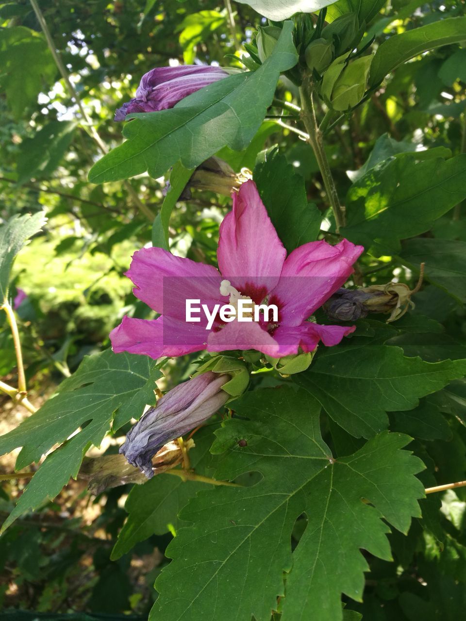 CLOSE-UP OF PURPLE FLOWERS