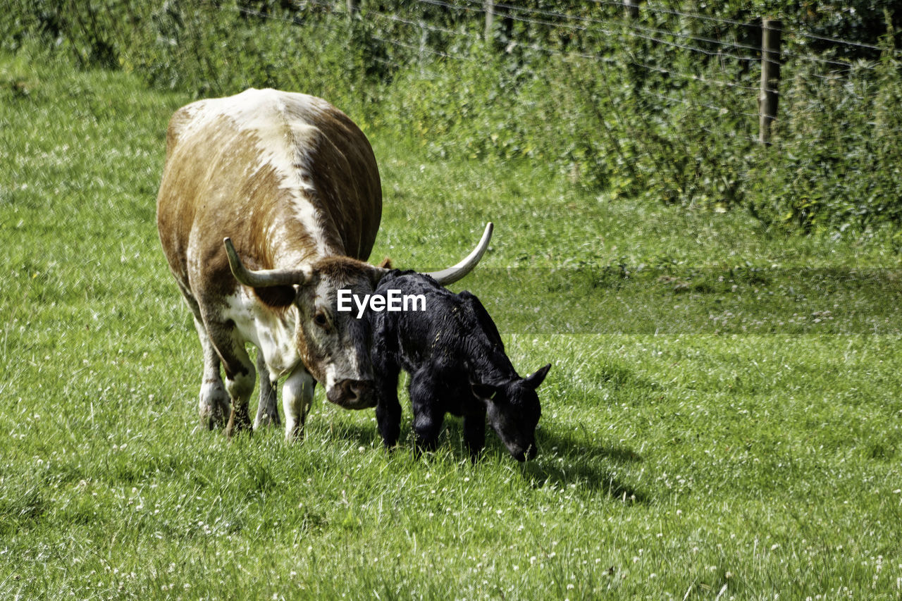 Mother and calf in a field in summer