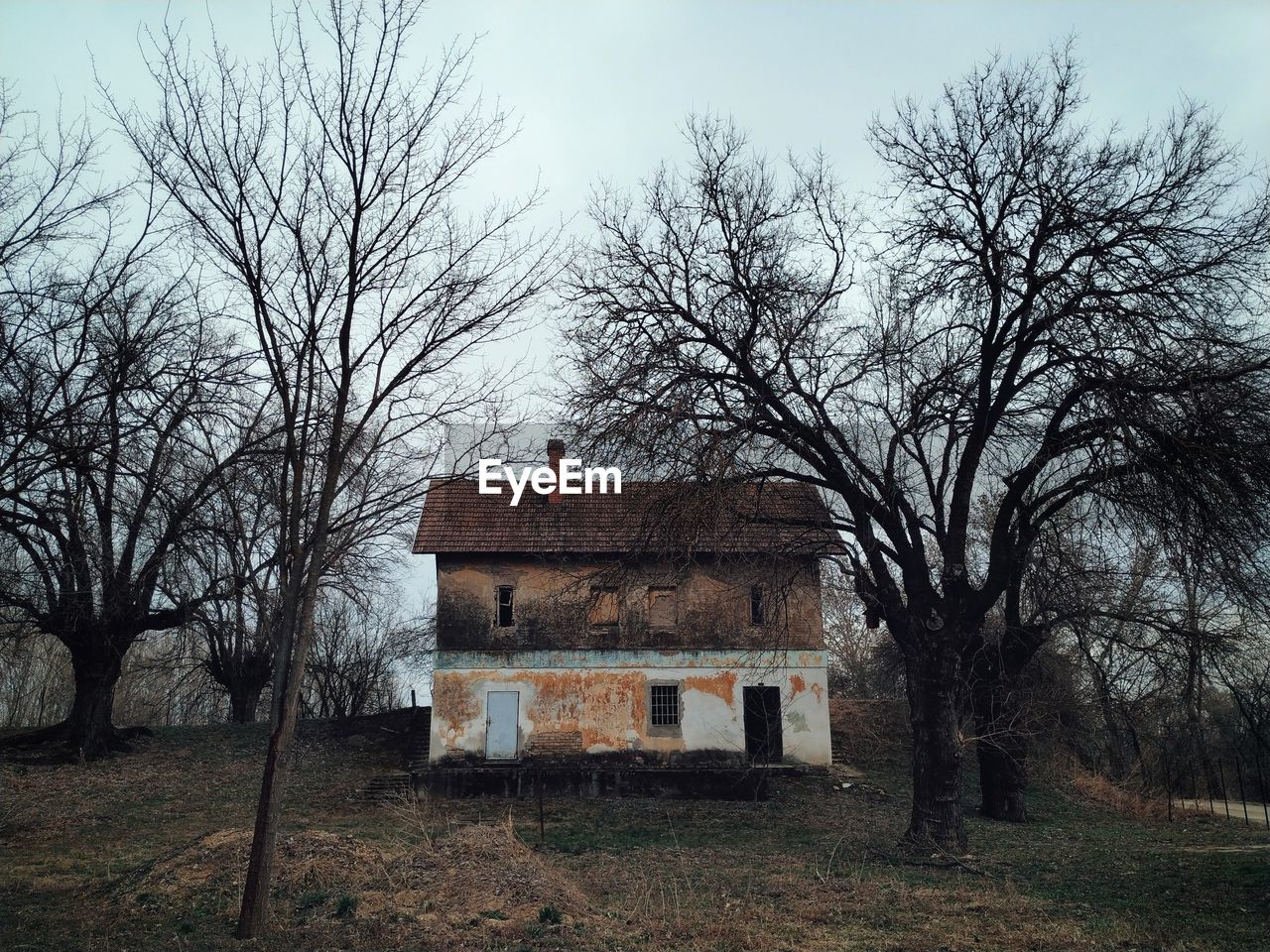 BARE TREES IN FRONT OF BUILDING