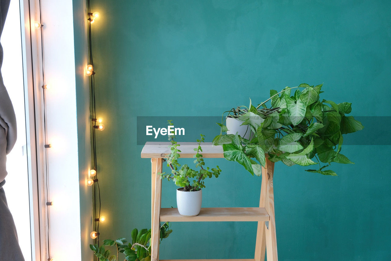 green, plant, nature, indoors, flower, flowering plant, leaf, no people, potted plant, wall, houseplant, growth, plant part, blue, lighting equipment, flowerpot, illuminated, home interior, beauty in nature, interior design, decoration, lifestyles, room, table, freshness, yellow, vase, architecture, wall - building feature, wood, lighting