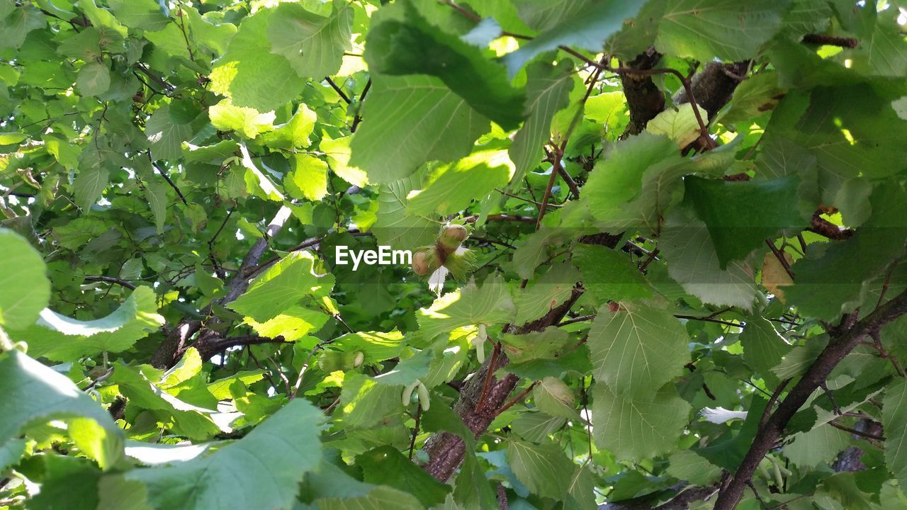 FULL FRAME SHOT OF LEAVES