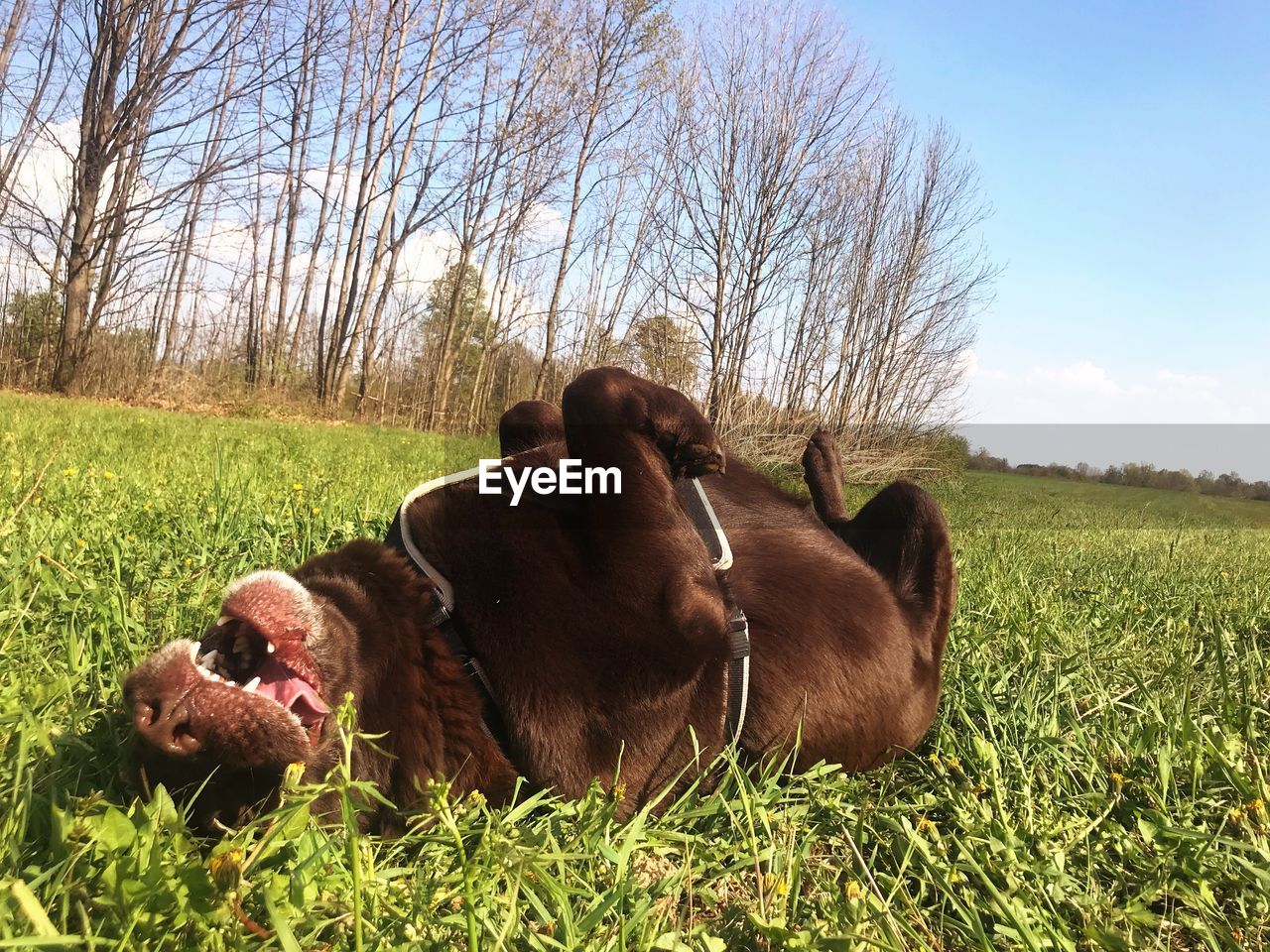 DOG RELAXING ON GRASS