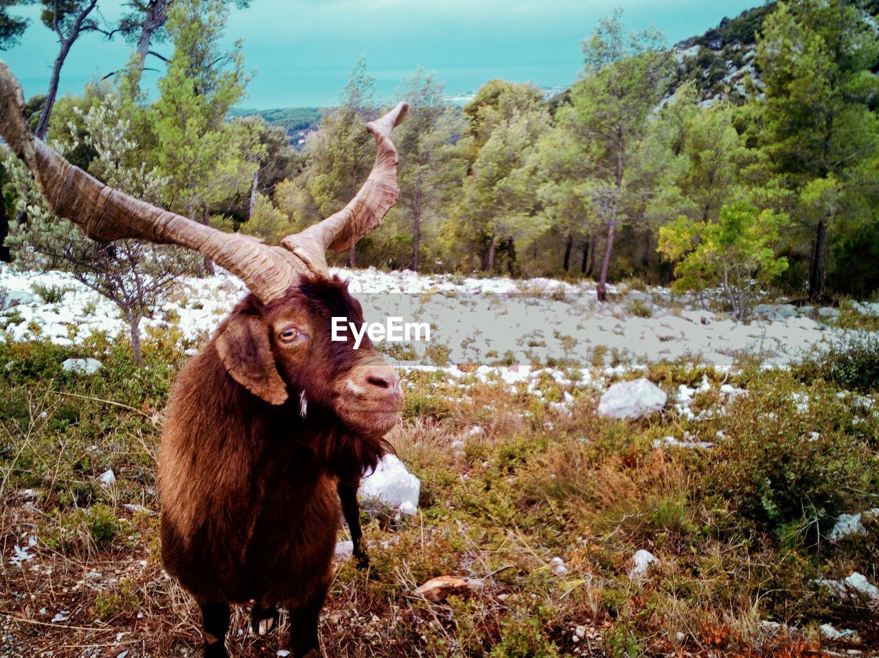 PORTRAIT OF HORSE STANDING ON FIELD AGAINST TREES