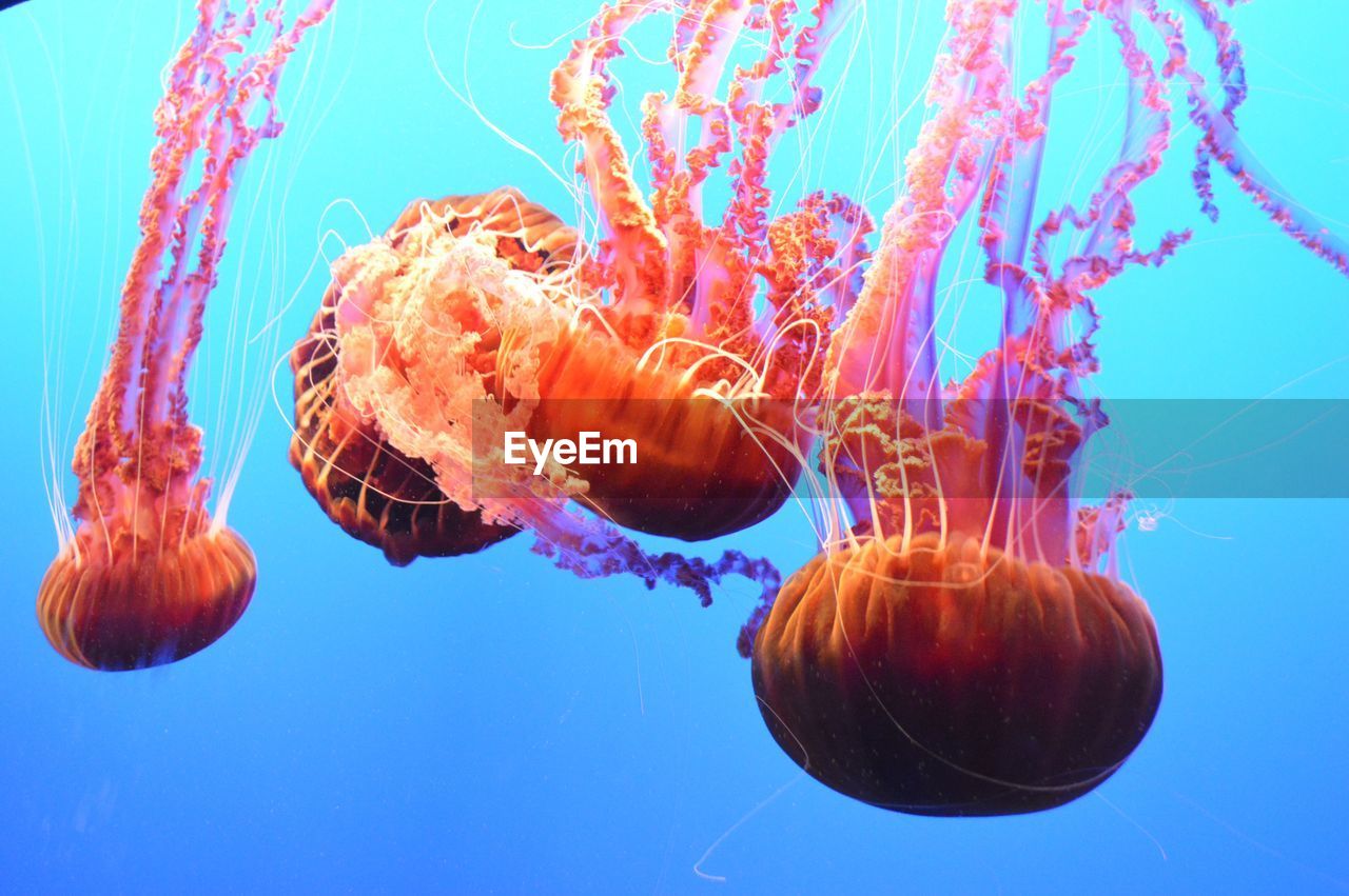 CLOSE-UP OF JELLYFISH