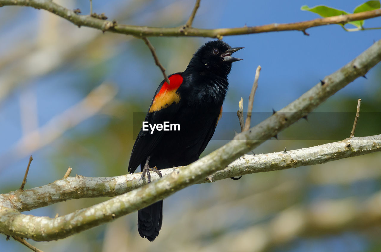 Red-winged blackbird - agelaius phoeniceus in cano negro