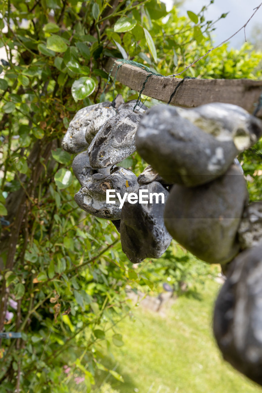 Stones or chicken gods hanging on a rope in the open air in summer