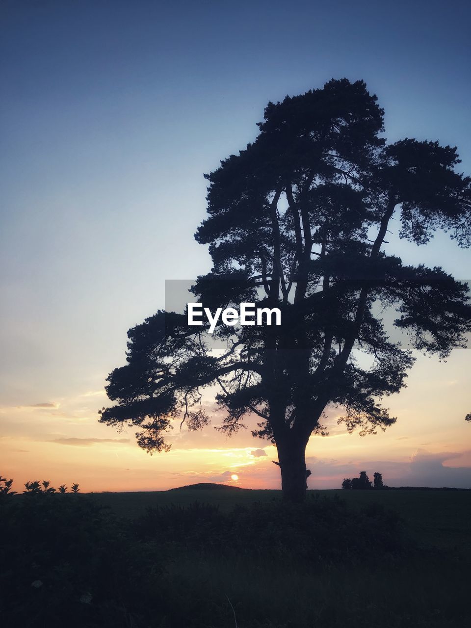 SILHOUETTE TREES ON FIELD AGAINST SKY AT SUNSET