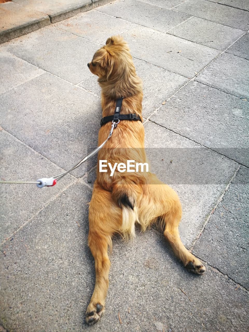 HIGH ANGLE VIEW OF DOG SITTING ON STREET