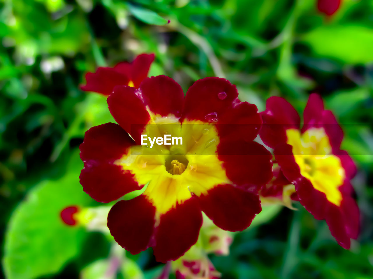 CLOSE-UP OF RED ROSE FLOWER