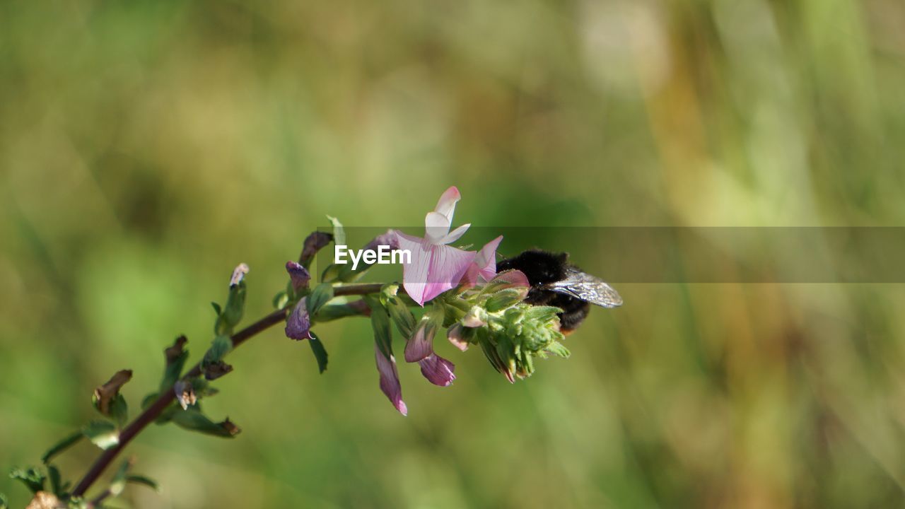 CLOSE-UP OF HONEY BEE ON FLOWER