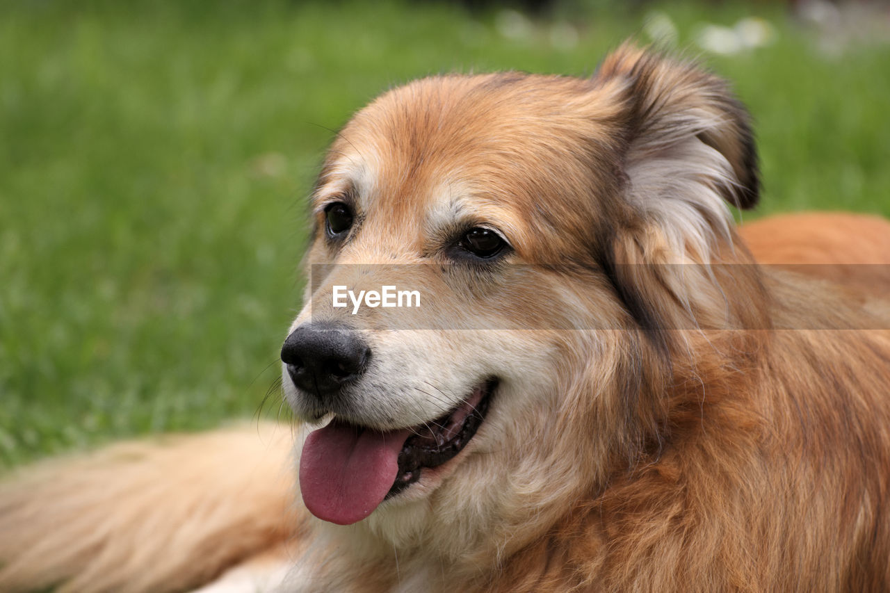Close-up of dog on field