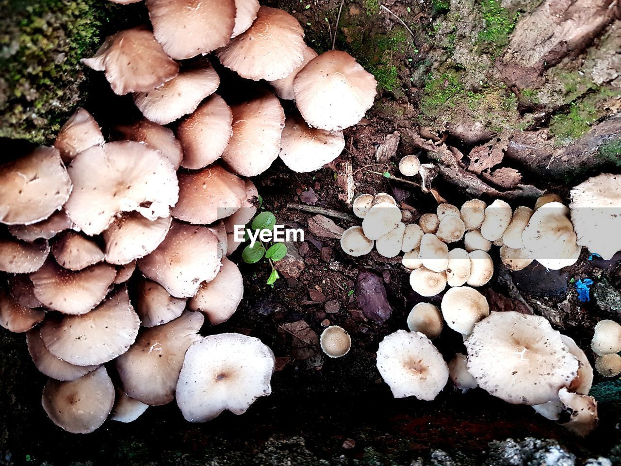 HIGH ANGLE VIEW OF MUSHROOMS GROWING ON LAND