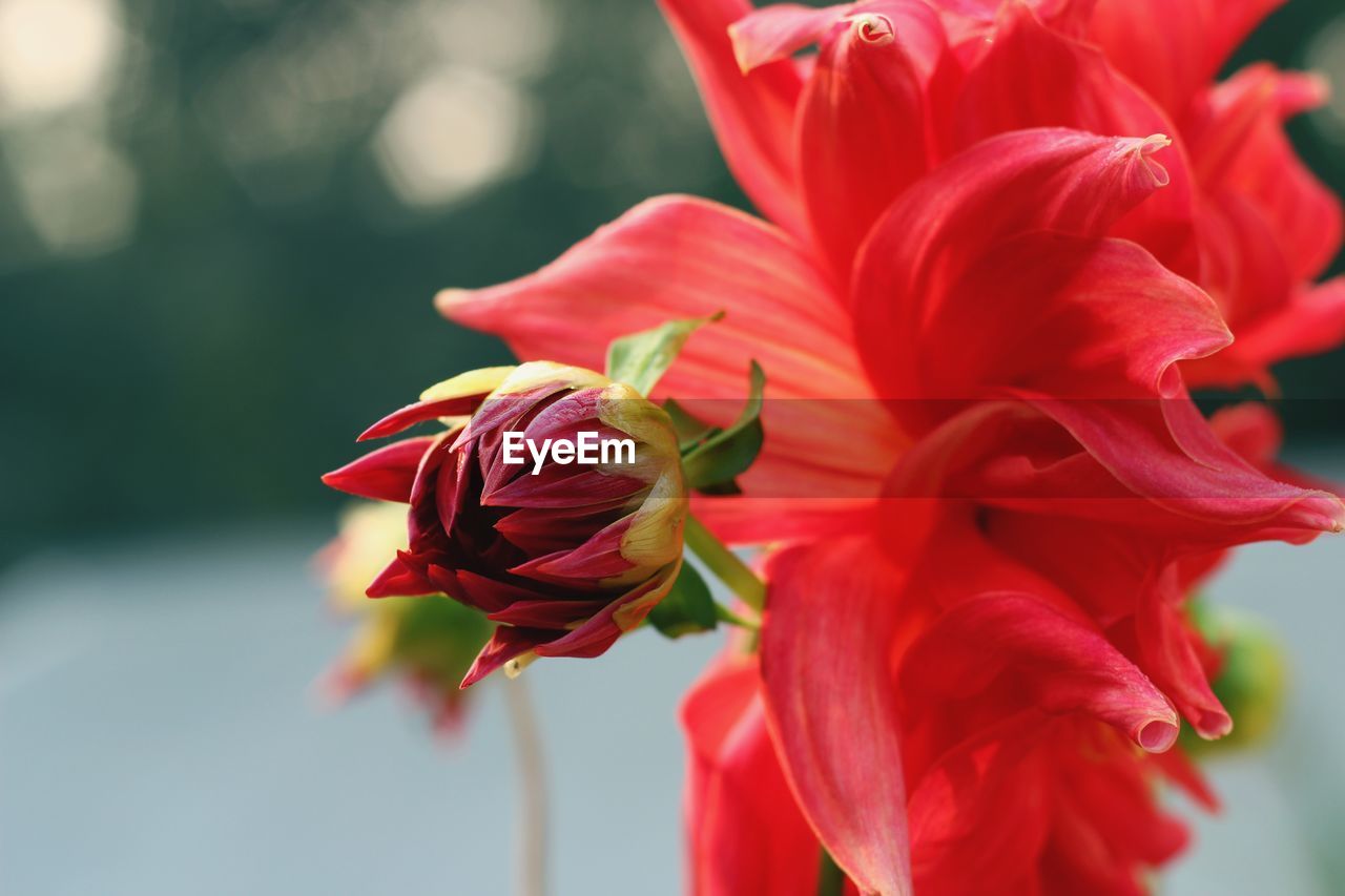 Close-up of red rose flower