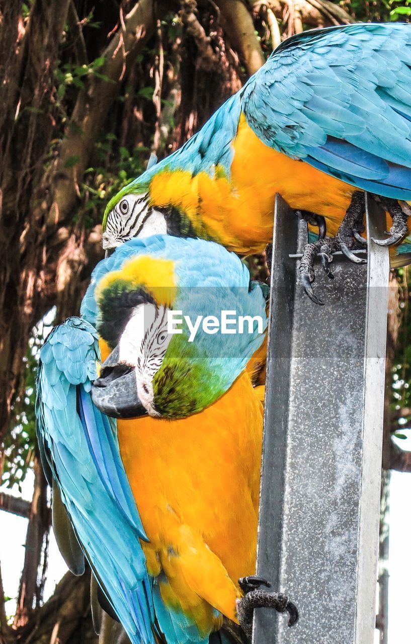 VIEW OF A BIRD PERCHING ON BLUE