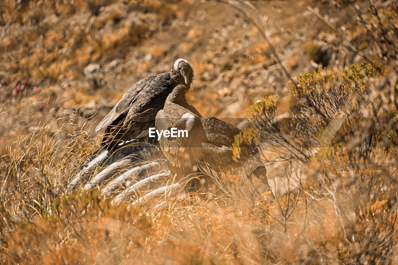 Condor family in mountain