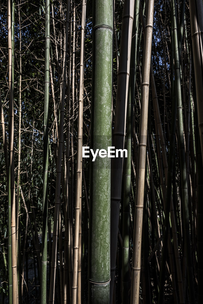 CLOSE-UP OF BAMBOO TREES IN THE FOREST