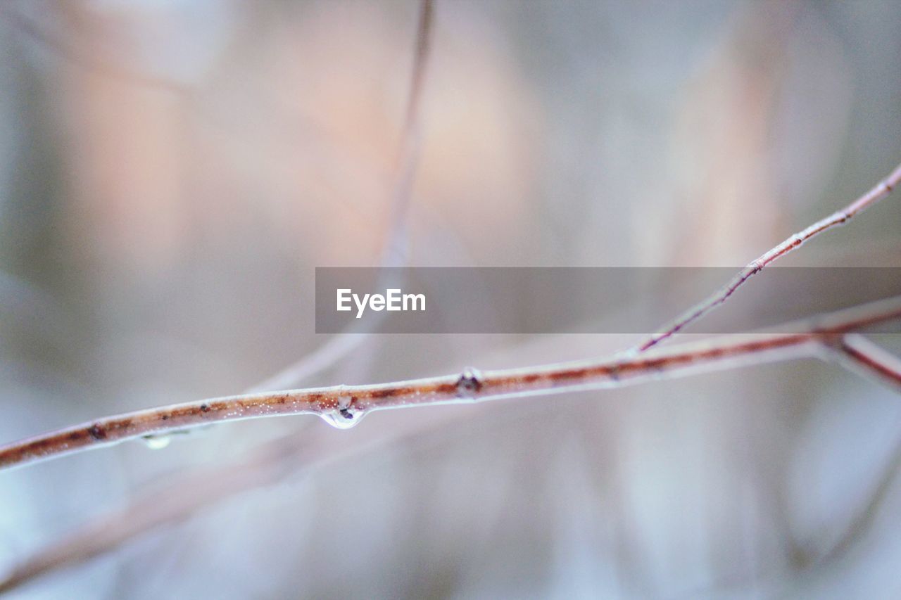 Close-up of raindrop on twig