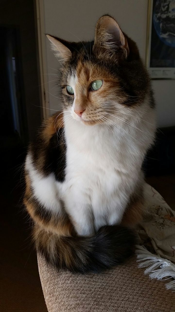 Close-up of a cat looking away