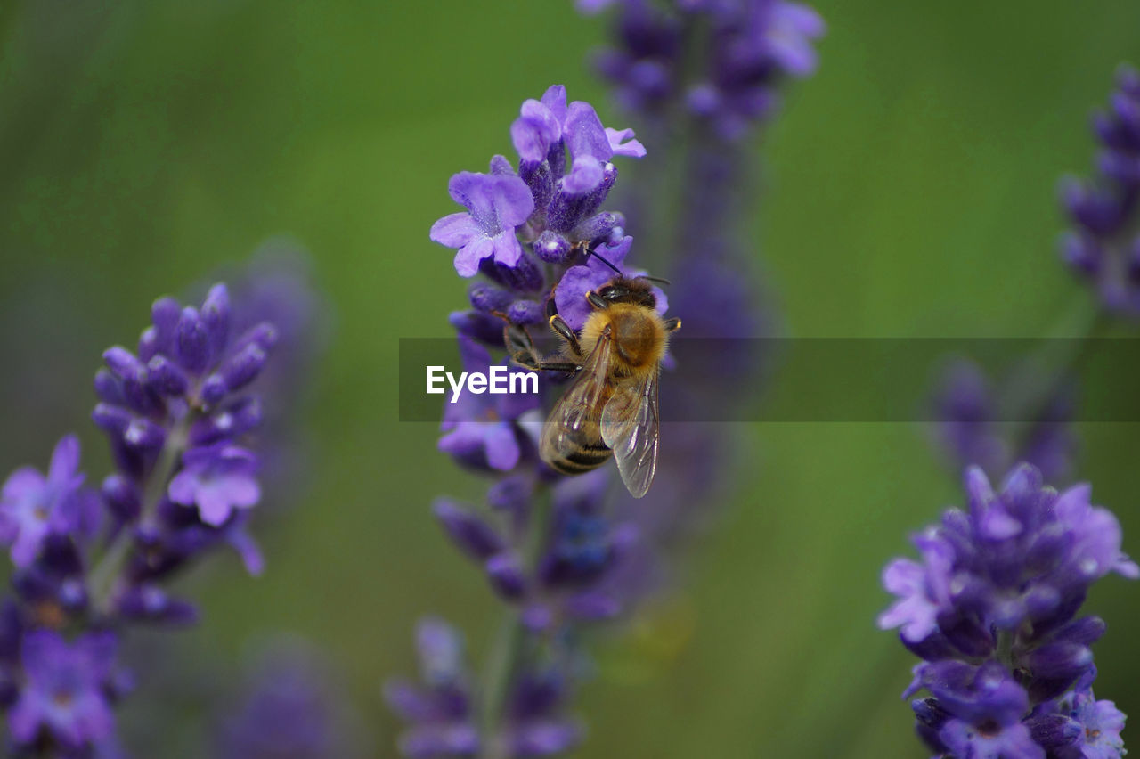 CLOSE-UP OF BEE POLLINATING ON PURPLE FLOWERING