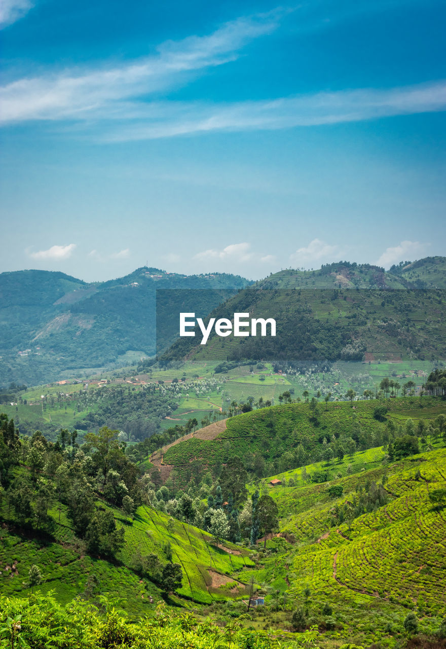 Tea gardens in the foothills of western ghat