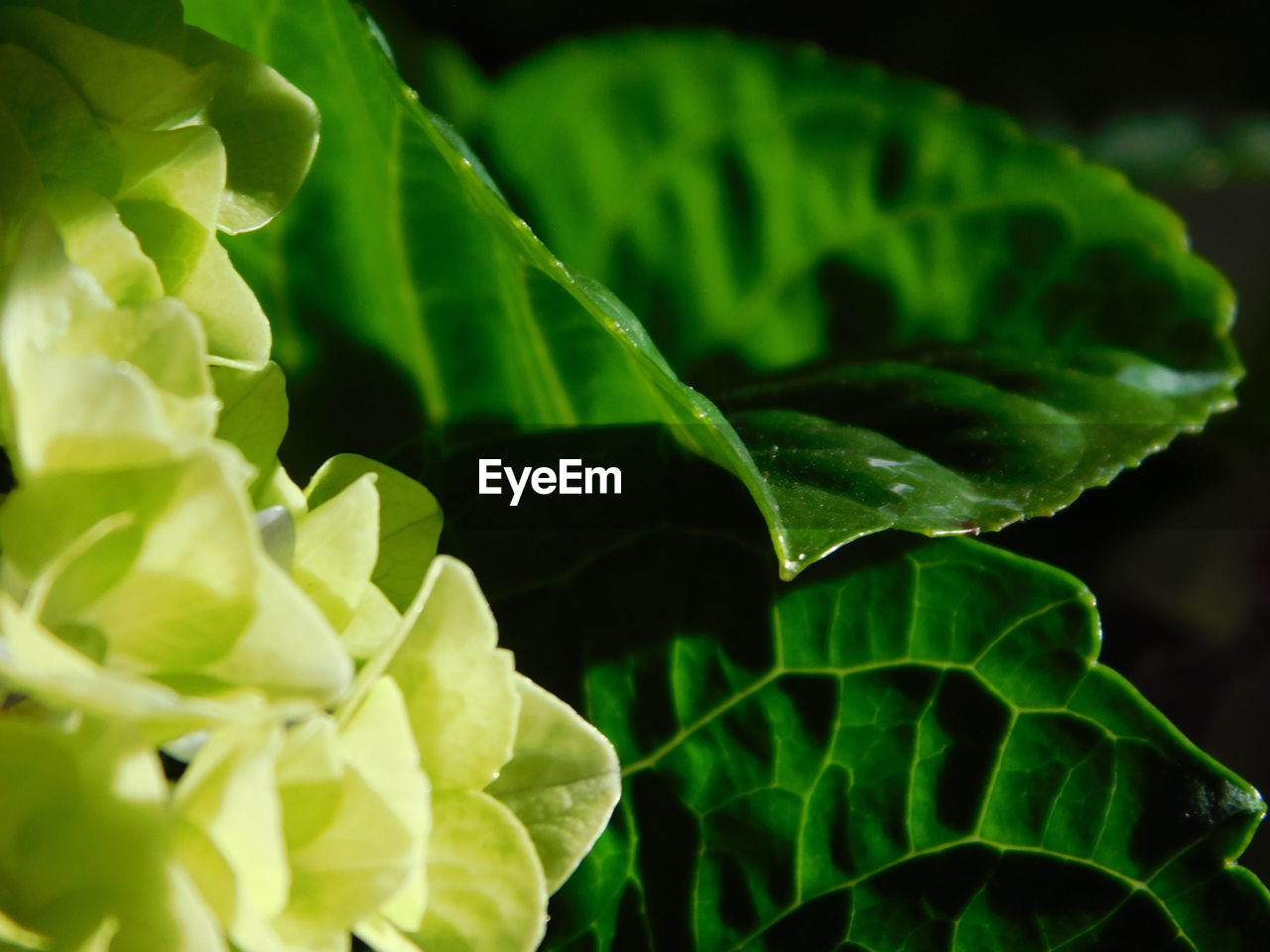 FULL FRAME SHOT OF FRESH GREEN LEAVES