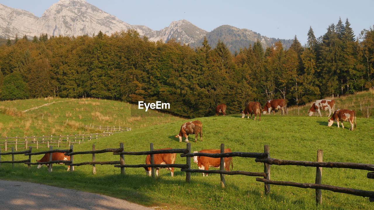 VIEW OF SHEEP ON FIELD