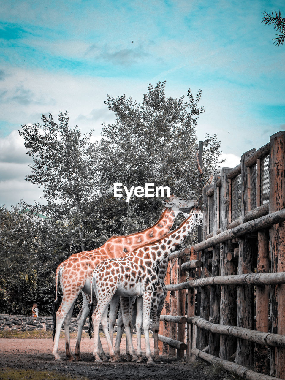 Giraffes in a zoo, eating