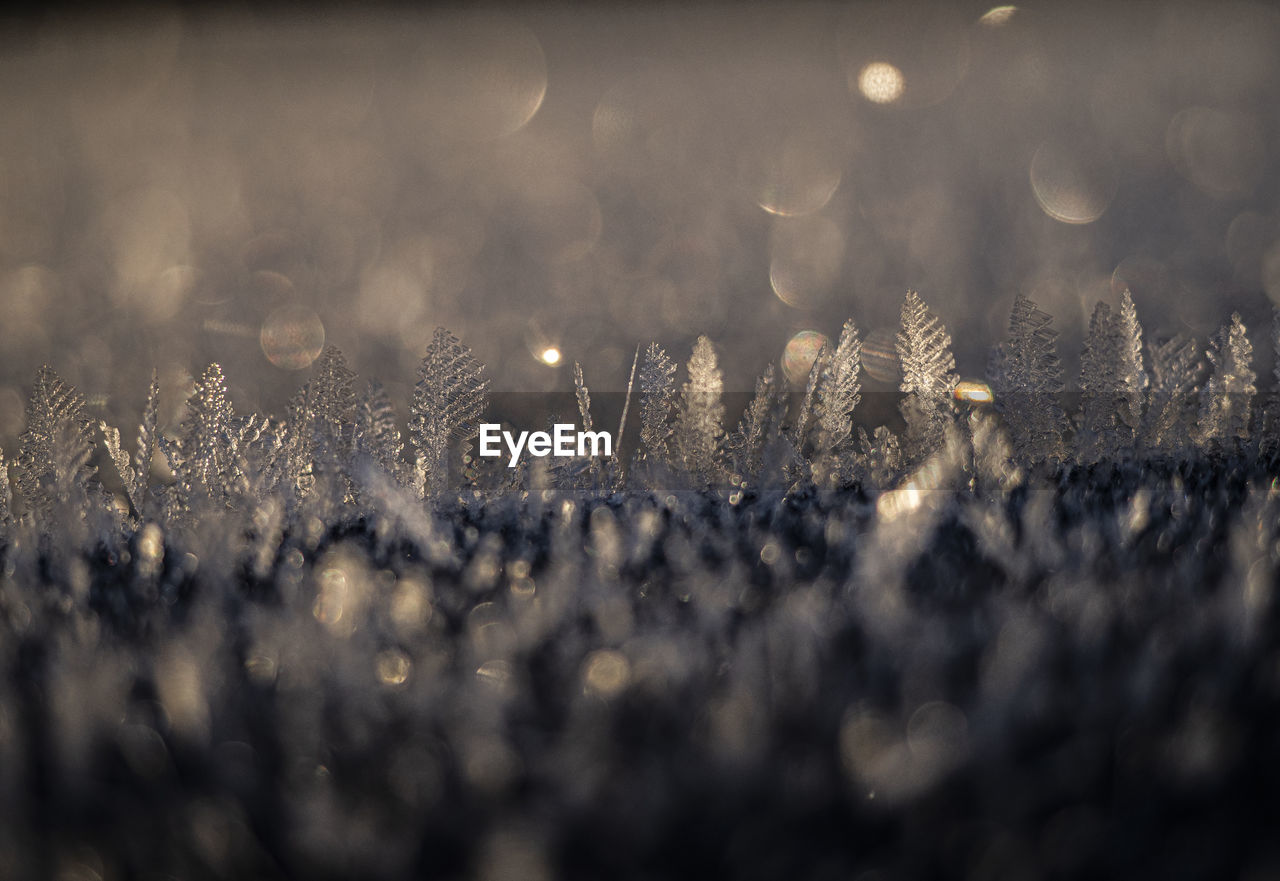 Closeup of snow crystals