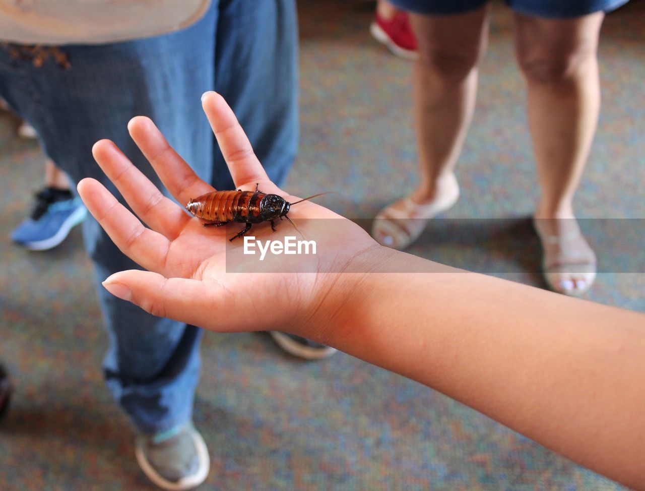 CLOSE-UP OF HANDS HOLDING INSECT ON FINGER