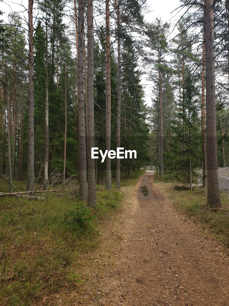 VIEW OF FOOTPATH IN FOREST