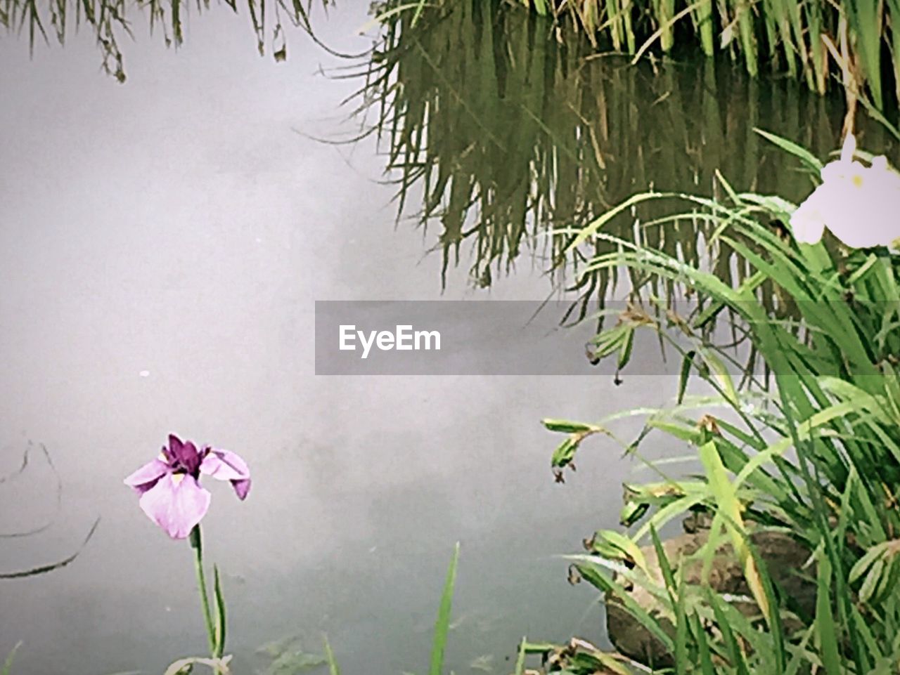 PINK FLOWERS IN POND