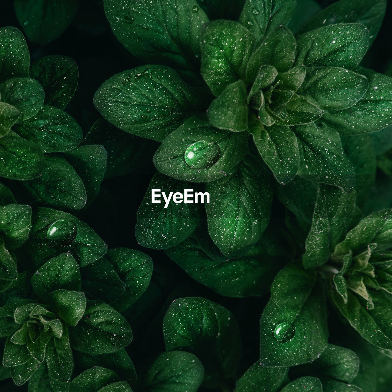 Full frame shot of wet plants