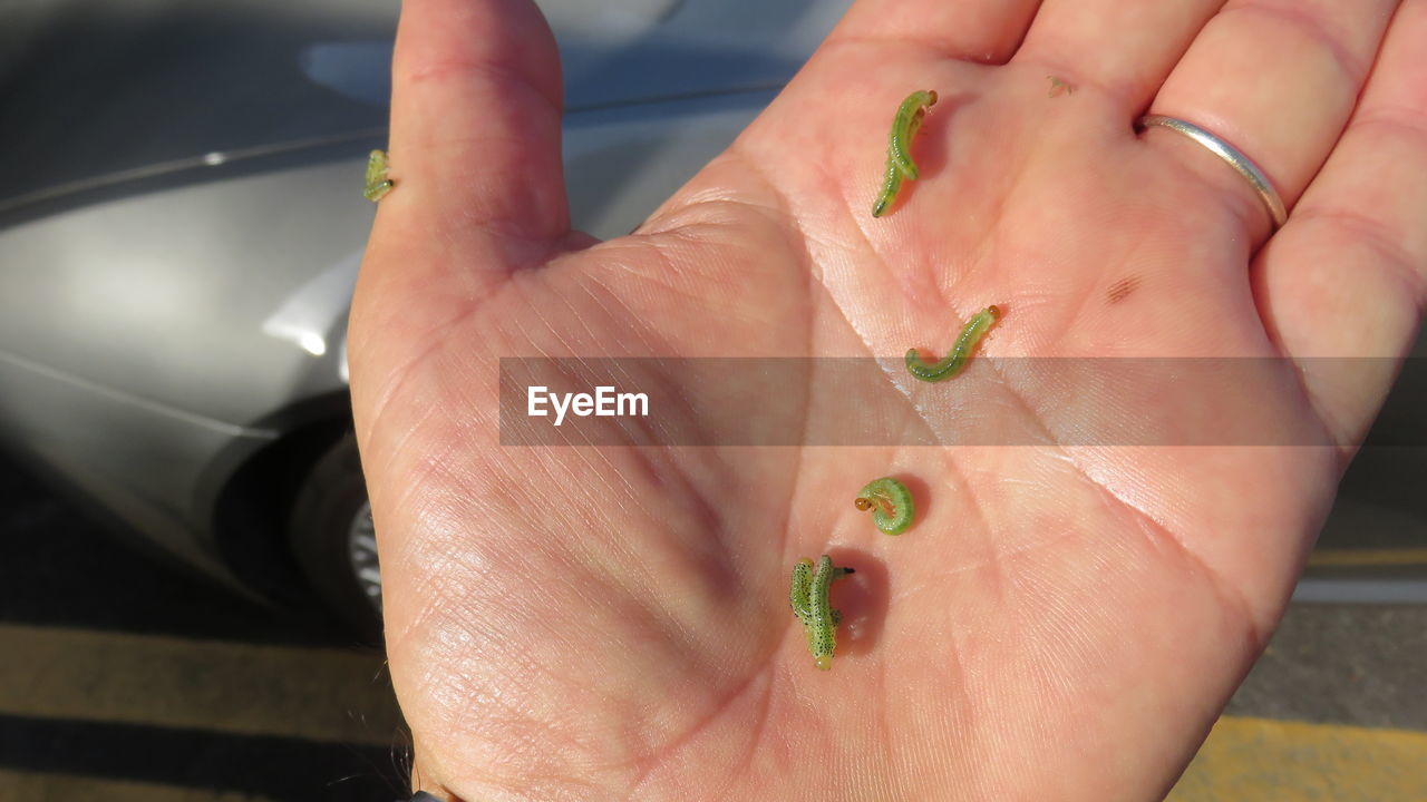 Cropped hand with green worms on sunny day