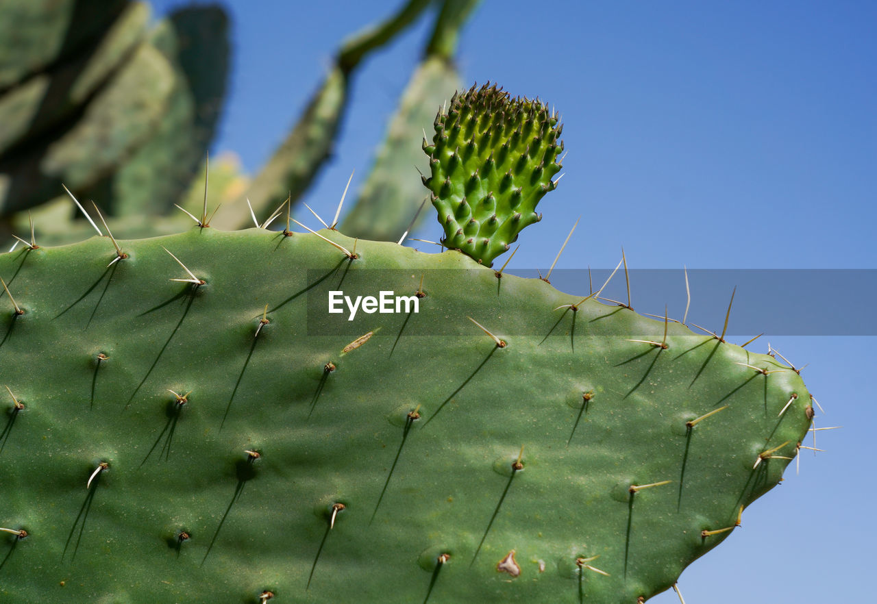 Low angle view of cactus plant against sky