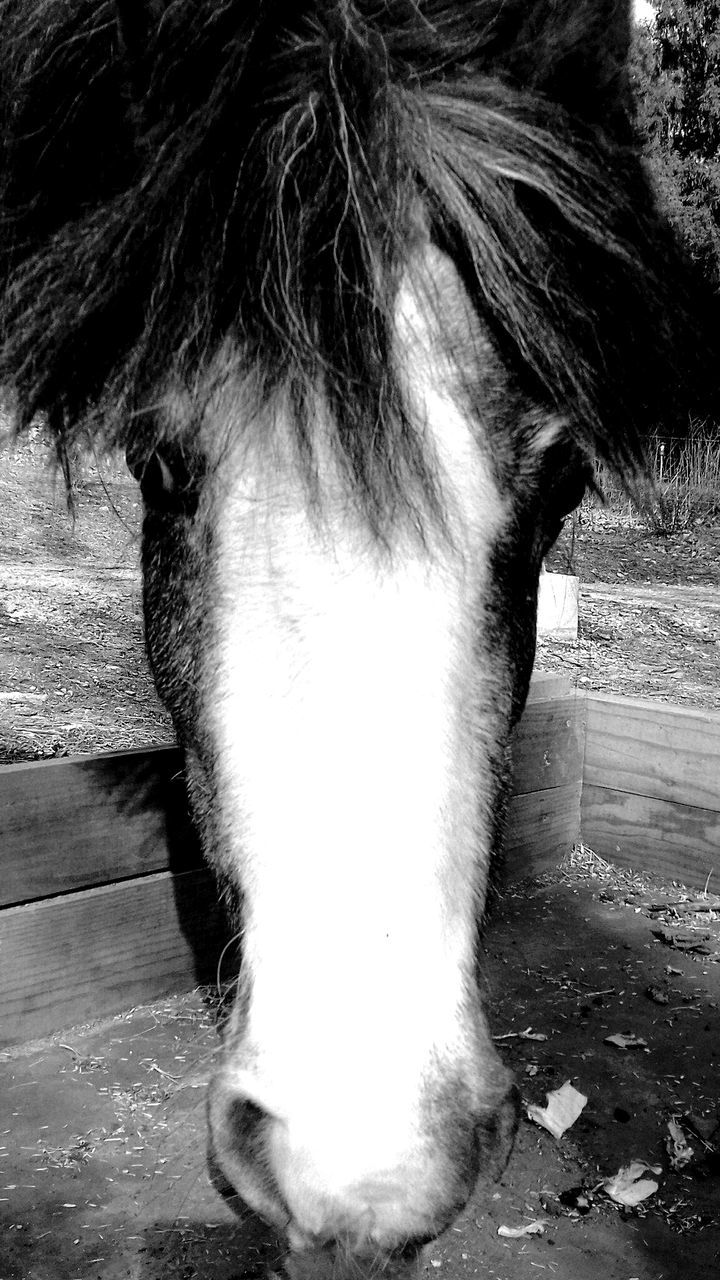 CLOSE-UP OF HORSE IN PEN