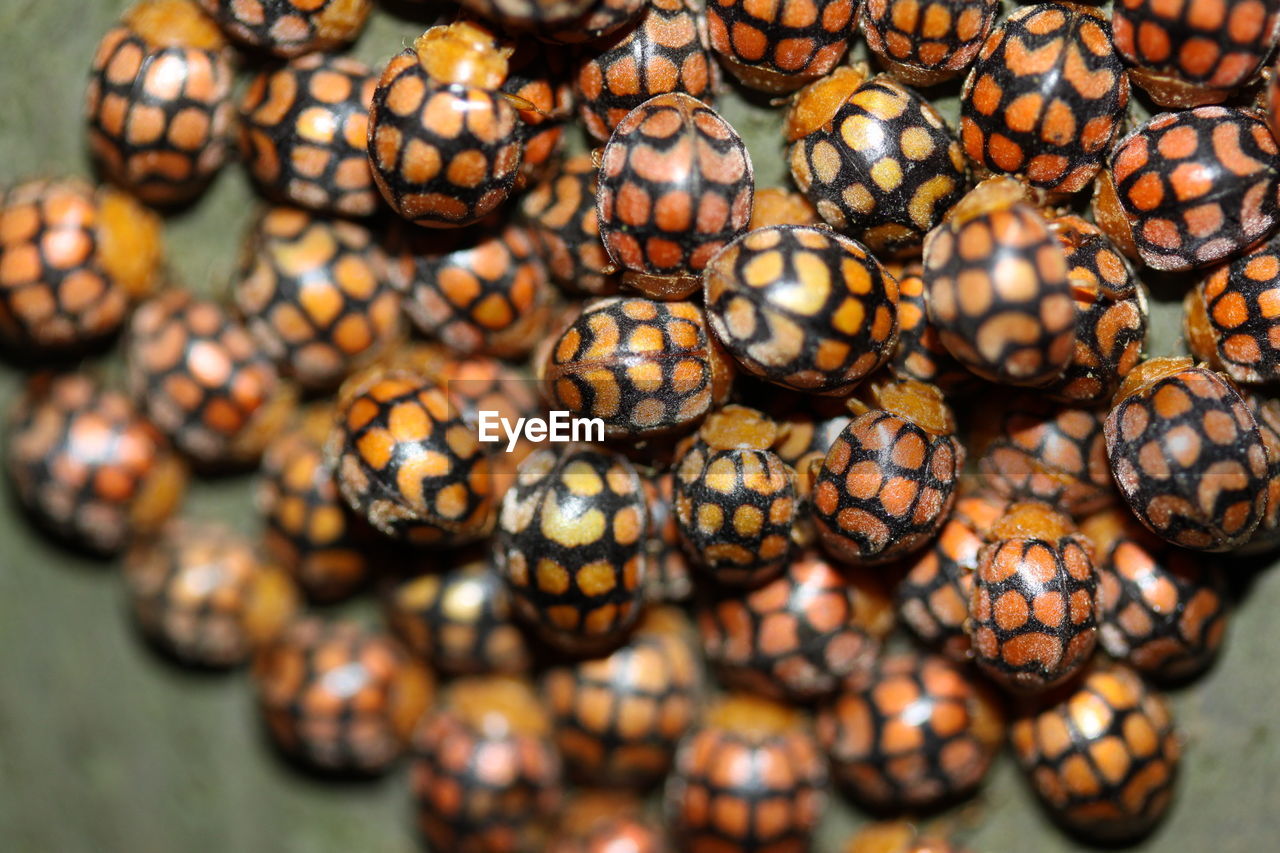 FULL FRAME SHOT OF EGGS