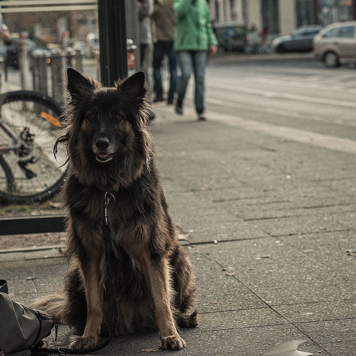 PORTRAIT OF DOG