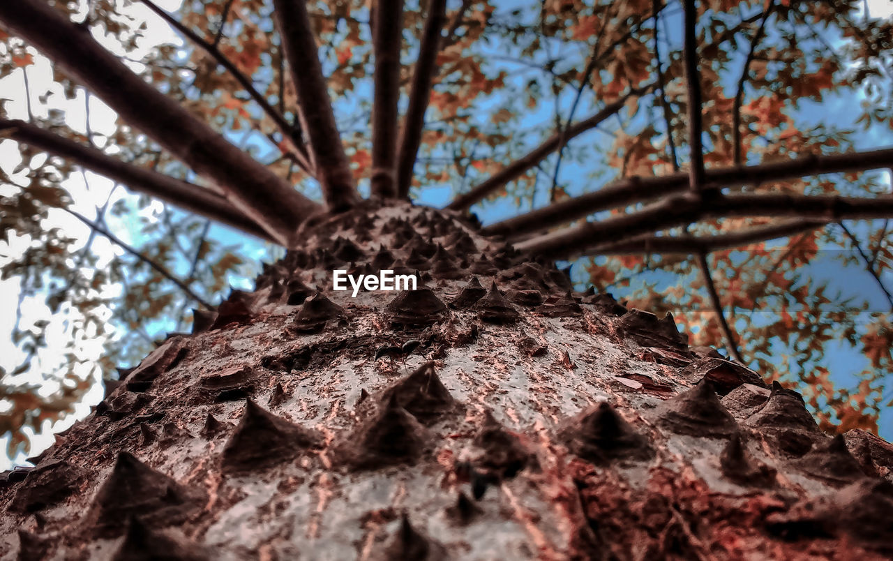 LOW ANGLE VIEW OF CHERRY BLOSSOM ON TREE