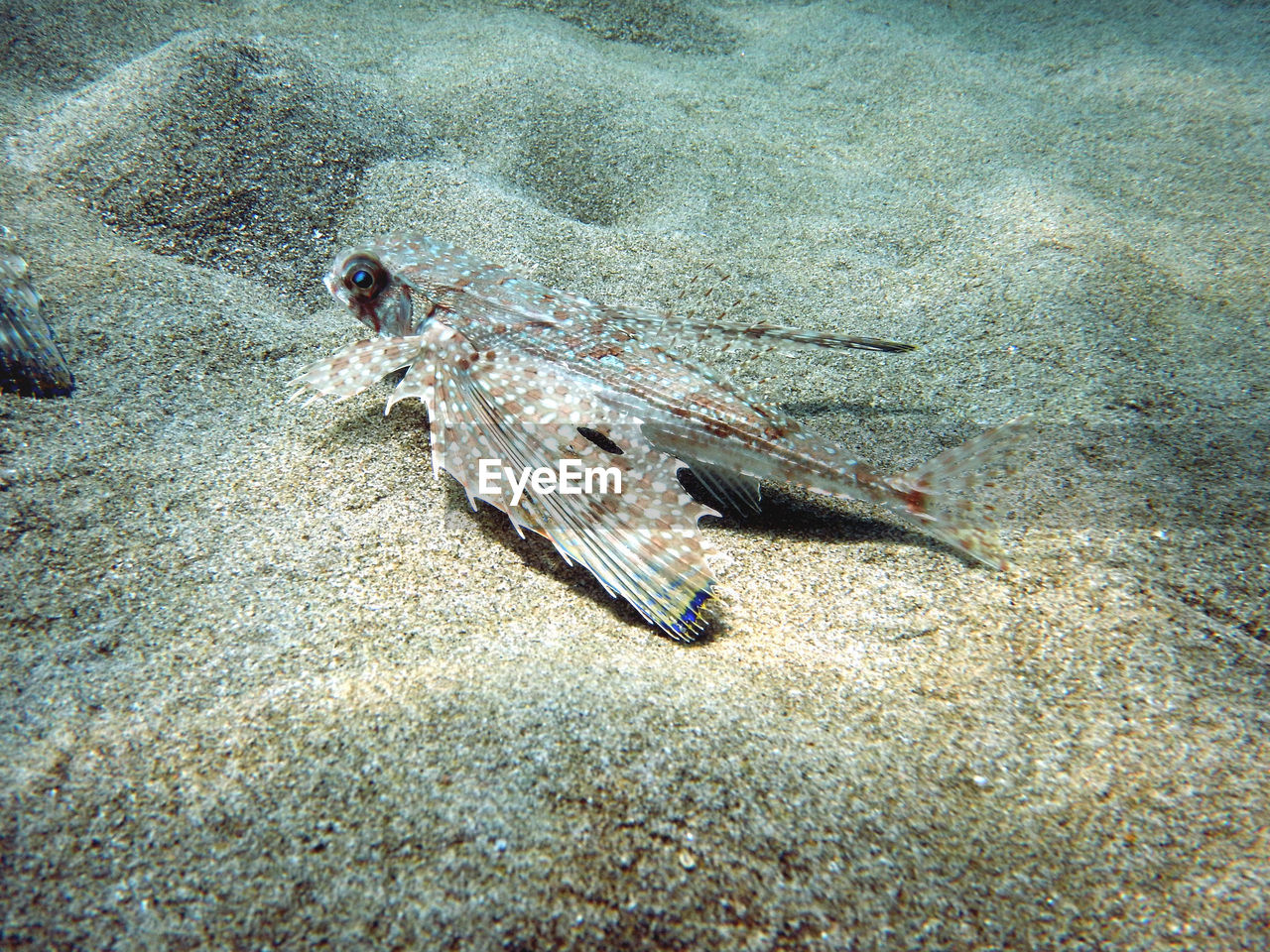 HIGH ANGLE VIEW OF FISH UNDERWATER