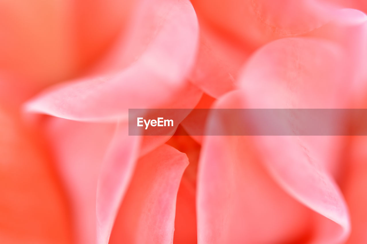 CLOSE-UP OF PINK ROSE FLOWER