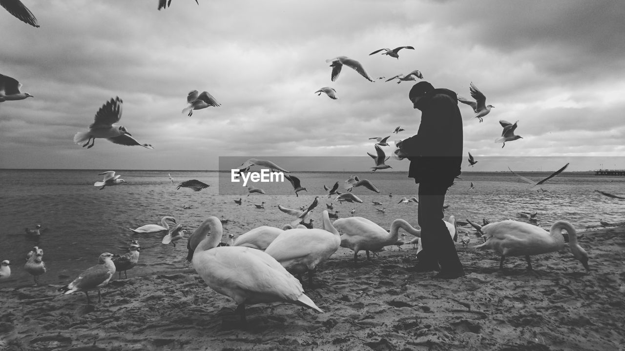 Side view of man standing by swans and seagulls on sandy beach