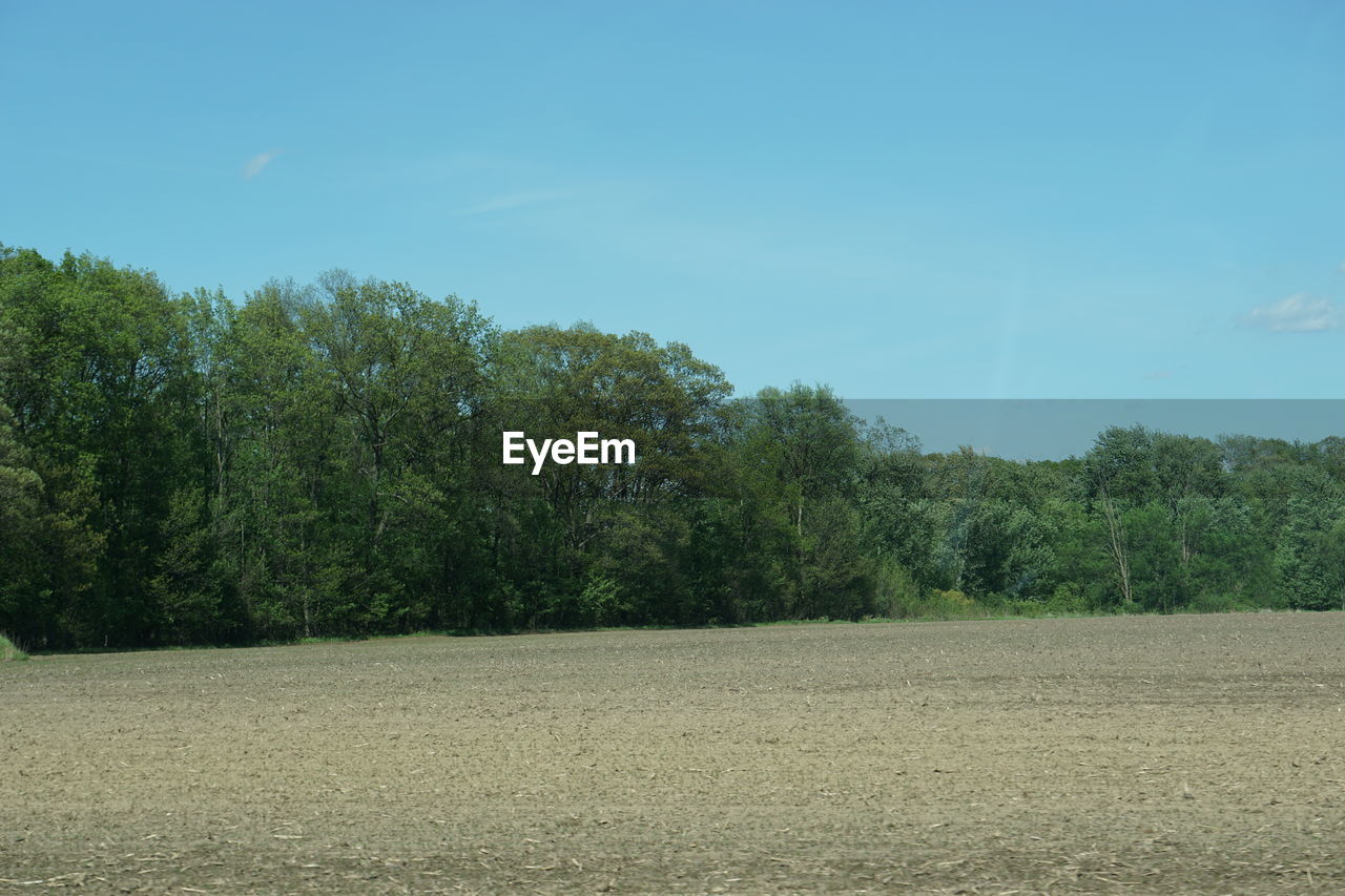 TREES ON FIELD AGAINST BLUE SKY