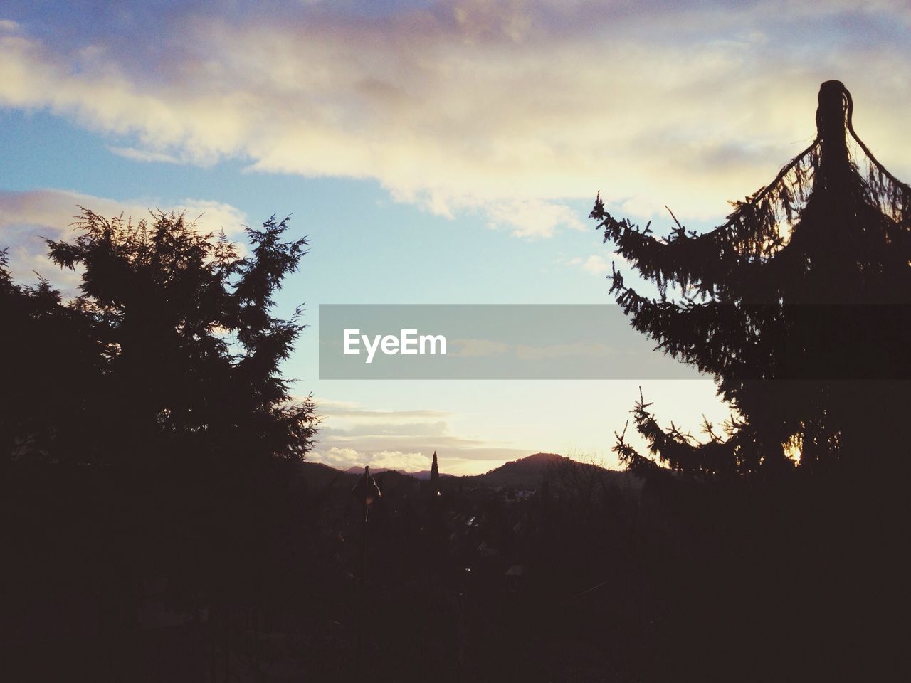 Trees with mountain in background