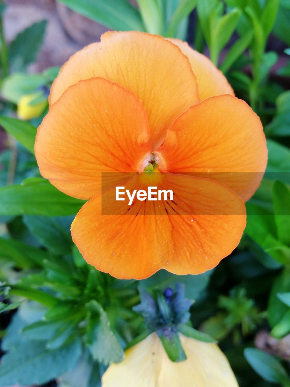 CLOSE-UP OF ORANGE FLOWER AGAINST PLANTS