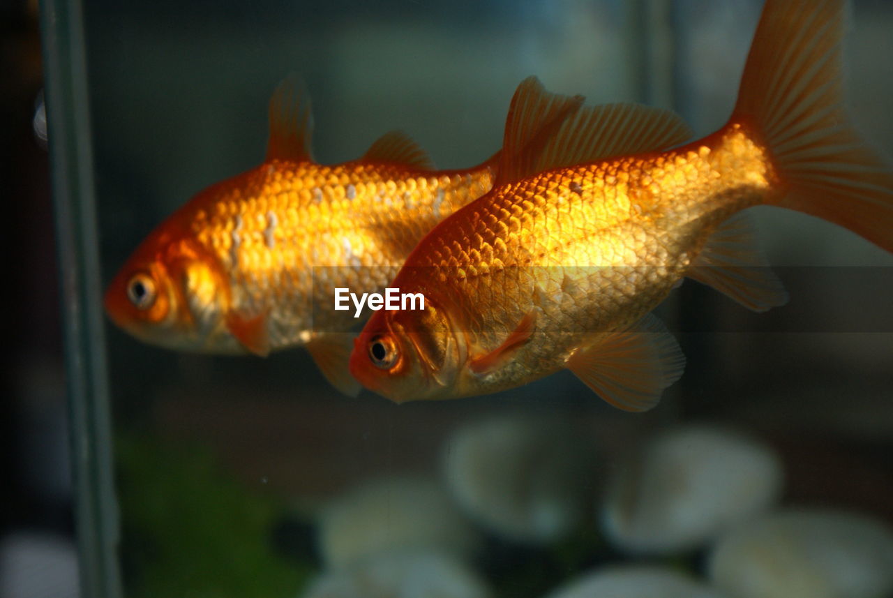 Close-up of fish underwater