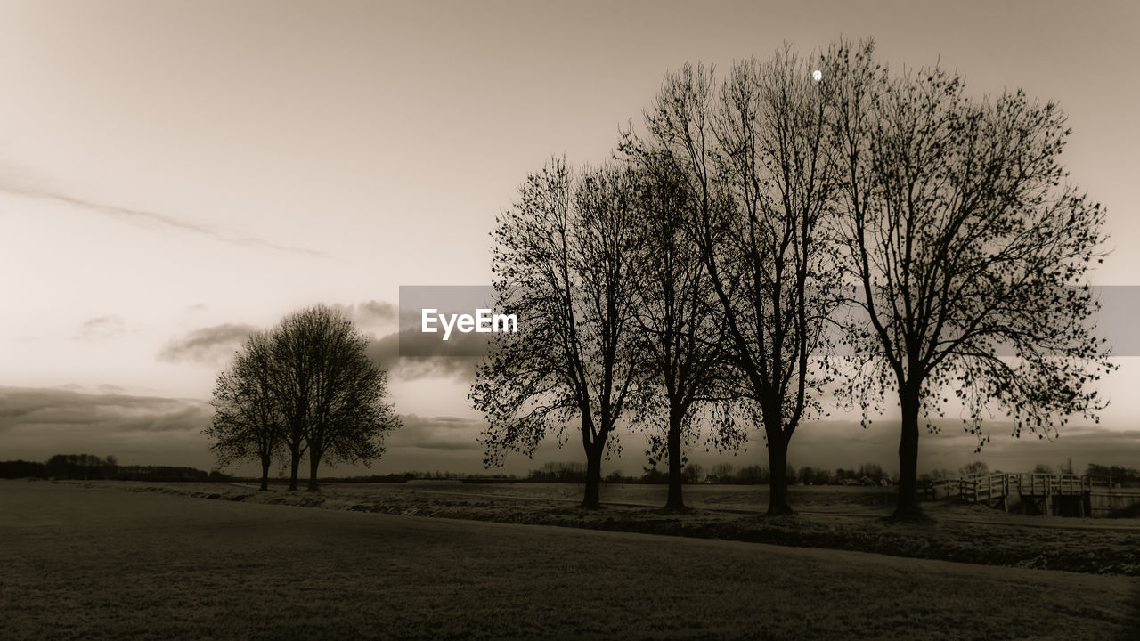 BARE TREES ON FIELD AGAINST SKY